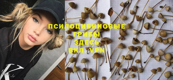 прущие грибы Абаза